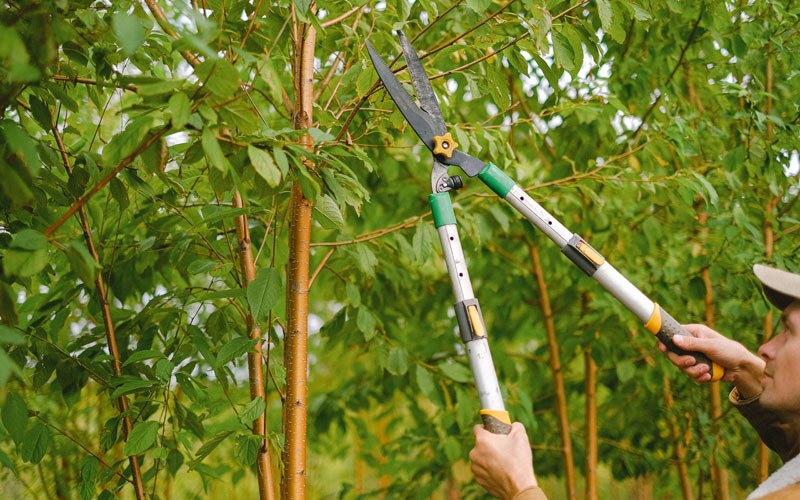 Tree trimming in Danbury, TX