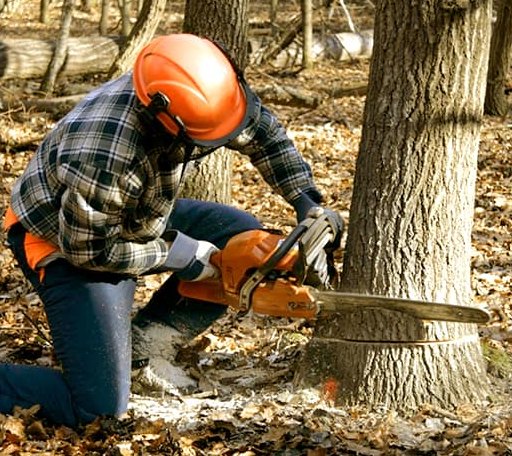 Tree Removal in Danbury, TX